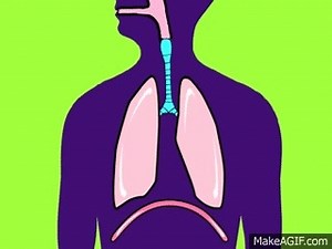 Respiratory System on Make a GIF