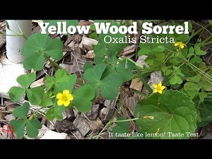 ⟹ YELLOW WOODSORREL | Oxalis Stricta | another plant to know about survival food