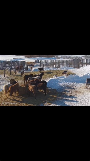 Insane cold temps? ❄️🥶 The coming yearlings didn’t get the memo… because they weren’t bothered one bit.. While we’re layered up questioning our life choices, these kids were out there playing, bucking, and carrying on like it was just another day. Thick coats, happy attitudes, and zero complaints. And of course… Jeff was right in the middle of all the shenanigans like he always is 😅 #crocuspineranch #splashofcolor #playtime #yearling | Crocus Pine Ranch