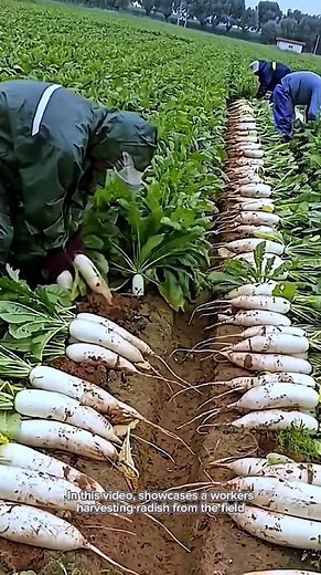 A process of harvesting radish from the field