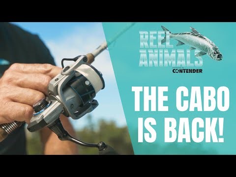 The Quantum Cabo Is Back! | Reel Animals Fishing