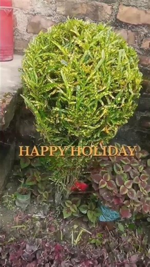 ফুল গাছ #flower #flowerplant #flowerframe #plants #garden #shorts #viralshorts