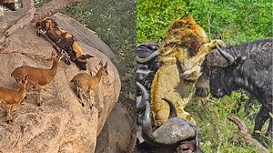 THE BEST ANIMAL SIGHTINGS OF 2022