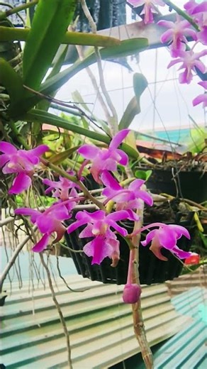 Hoa Lan đang vào mùa #orchid #hoalandep #vietnamorchid