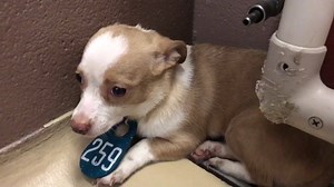 Chiquita is safely in her new home! Pray she decompresses from the stress of the shelter quickly! Update 6/20 - We are happy to say that Chiquita has an adoption hold! Please keep sharing till she is out of the building! Chiquita is an owner surrender brought in Monday 6/19. This girl is terrified and is beside herself. She is looking for her forever home. Can that be with you? Please share to save. http://petharbor.com/pet.asp?uaid=HRRS.a486368 Harris County Animal Shelter 612 Canino Rd. Housto