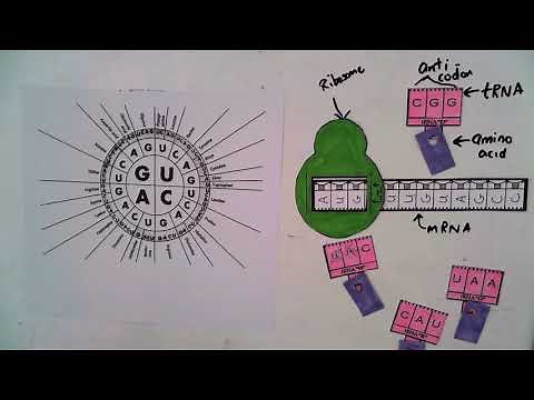 The role of Amino Acids in Protein Synthesis - How amino acids have changed history