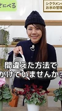 [Are you doing it wrong too?] How to easily learn how to water cyclamen ♪ [For beginners] [Garden...
