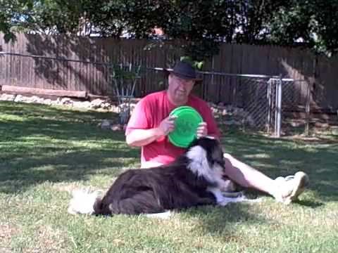 Dog Training Tips - Learning to play frisbee, or Disc Dog, with Maxx the border collie