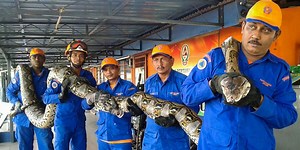 Un python géant de 250 kilos capturé en Malaisie