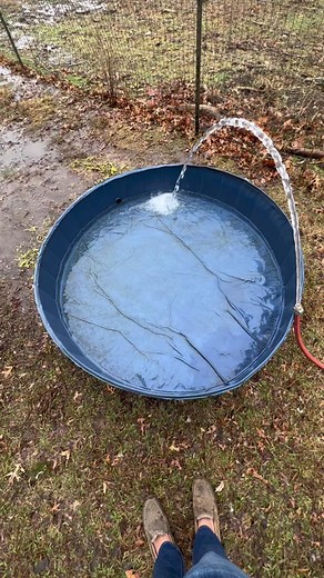 Fun fact: ducks on average poop every 15 munutes or up to 90 times a day. No such thing as a clean pool with water fowl. #fyp #ducksoftiktok #waterfowl #newfoundlanddog #bissandolee #farmlife