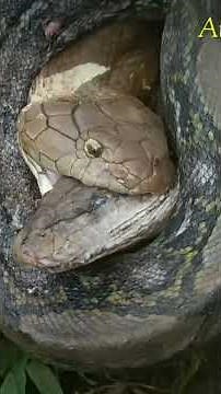 King Cobra|| The Ultimate Predator