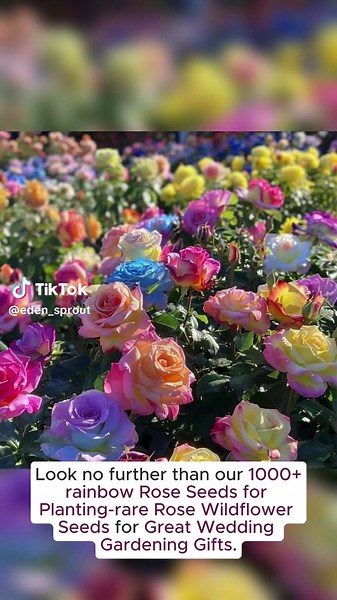 Rainbow Rose Seeds: Cultivate Colorful Blooms