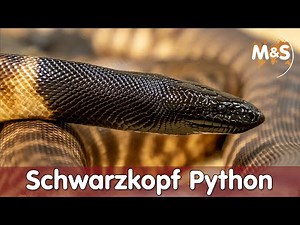 🖤 Diese Schlange wird dein „schwarzes“ Herz erobern! Alles über den Schwarzkopfpython