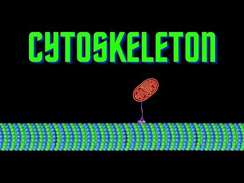 USMLE Step 1 - Lesson 20 - Elements of the Cytoskeleton