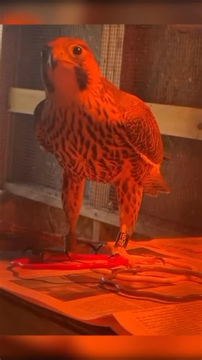 Virginia Living Museum on Instagram: "When Pebble first arrived, his limited vision made simple tasks—like picking up objects—very challenging. Birds rely heavily on precise beak-eye coordination, and vision impairments can make interacting with their environment frustrating or even overwhelming. Over the past month, we’ve been intentionally helping Pebble learn how to explore and manipulate different enrichment items at his own pace. This kind of targeted enrichment supports: • sensory learning