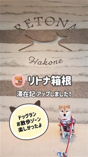【リトナ箱根】ドッグランで遊び部屋ではひなたぼっこ🐶人は温泉♨💕 #犬と泊まれる宿