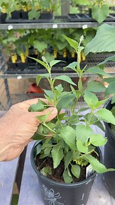 Part 2…The intriguing story behind our native mealy blue sage, Salvia ‘Mystic Spires’, and Salvia ‘Misty’. | GardenLine