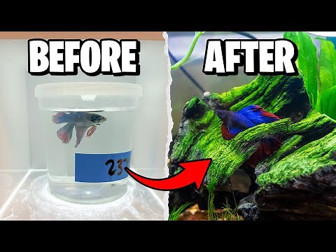 Betta Fish Tank Setup for Beginners