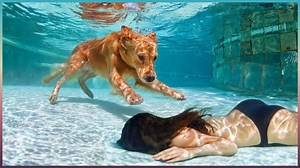 Hero Animals That Saved Human Lives - 1Funny.com