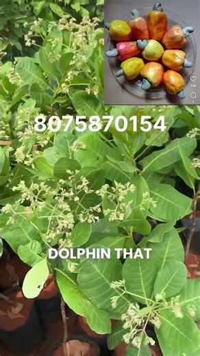 “ചട്ടിയിൽ തന്നെ കശുവണ്ടി കായ്ക്കും 😳🔥 ഇത് കണ്ടിട്ടുണ്ടോ?” / Dwarf Cashew plant