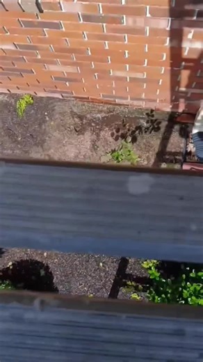when the downspout is completely stopped up! #guttercleaning #guttermaintenance #fyp #lawntok #downspout