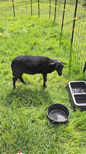 15K views · 935 reactions |  Colloidal silver can be used for more...