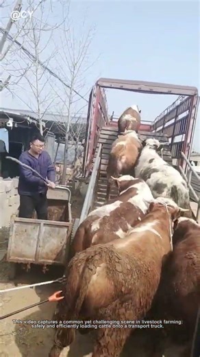 How to Load Cattle on a Truck 🐂 | Farm Life Hacks & Traditional Wisdom 🌾