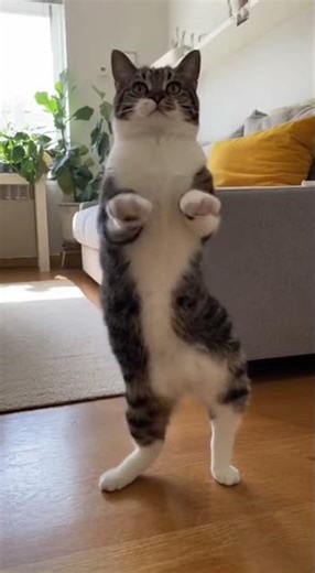 Robot Cat Dance | Funny Cat Breakdance Ends with a Split! 🤖🐱