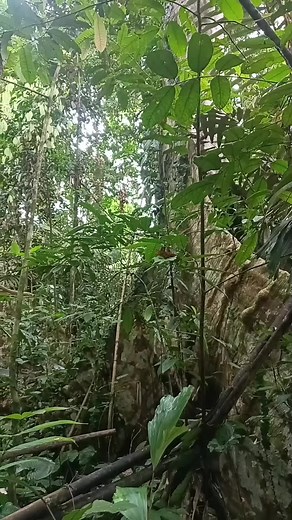 Kompilasi Suara Kicauan Burung di Hutan