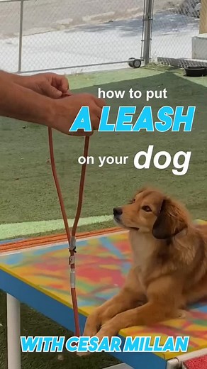 Mastering the Leash: Step-by-Step Guide for Dog Owners