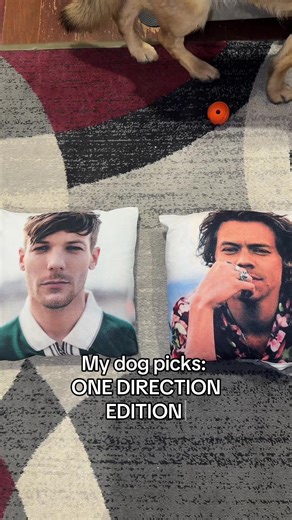 In this house, we listen to One Direction… and apparently Akira has opinions 👀 ( disclaimer: they both just put out new music. I’m not implying anything I’m a fan of all the boys) #onedirection #louistomlinson #harrystyles #germanshepherd #howdidigethere