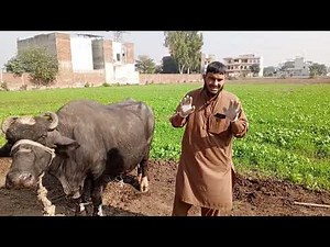 Lumpy Skin Disease in Cows and Buffalo Causes, Symptoms & Complete Treatment Guide