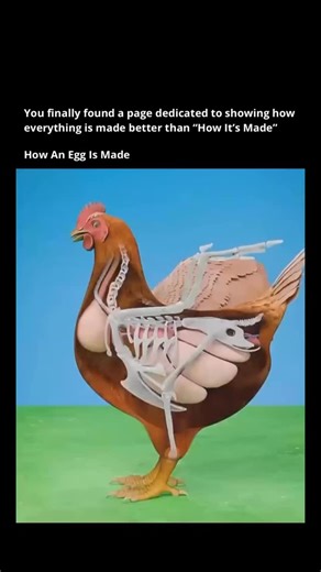 How It Actually Works on Instagram: "1️⃣ It Starts Inside the Hen Every egg begins as a tiny cell called an ovum inside the hen’s ovary 🐔. When it matures, it’s released—this yellow part will become the yolk you recognize 🍳. 2️⃣ The Yolk Travels & Gets Protected As the yolk moves through the oviduct, layers of egg white (albumen) form around it 🥚. These layers act like shock absorbers and provide protein and water for a developing chick. 3️⃣ Shape & Shell Formation Next, the egg enters the ut