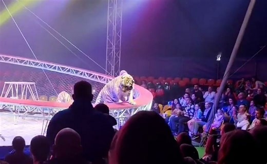 Families panic after tiger escapes circus ring and prowls through audience
