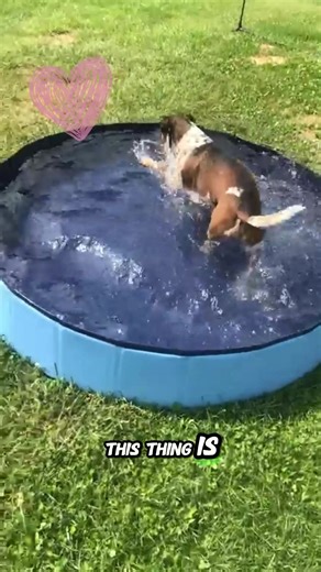 Challenge: Use this to make your dog love bath time.#puppies #fyp #petpool #tiktokshop #puppydog