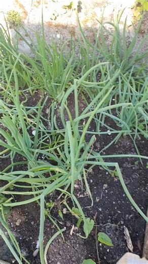 Looking back at those onions I just tossed in!
