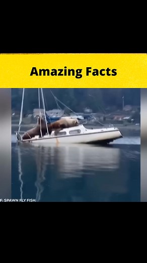 31K views · 774 reactions | Videos you'll see first time ‪ #shorts #FactBeast | 5minfact | Facebook