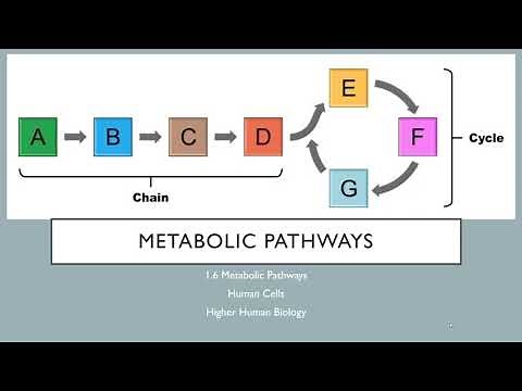 Metabolic Pathways