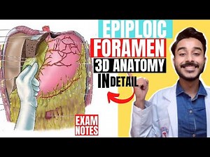 epiploic foramen anatomy 3d | foramen of winslow anatomy | omental foramen anatomy