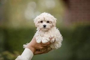 The 7 Most Cute and Adorable Poodle Mixes (With Pictures) | Poodle Report