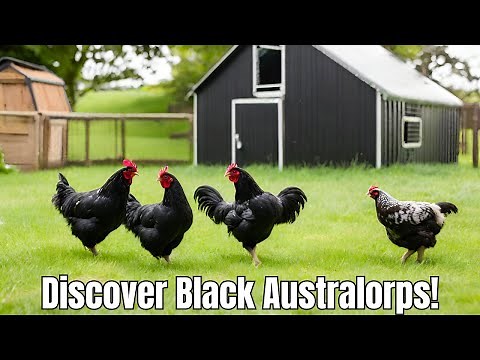 The Black Australorp Chicken - Everything You Need To Know 2024