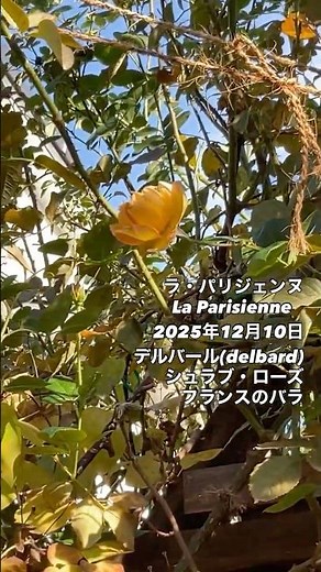 ラ・パリジェンヌ La Parisienne⠀⠀2025年12月10日デルバールdelbardのシュラブ・ローズ。フランスのバラ。