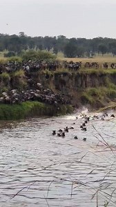 The greatest wildlife show is getting to its climax. Wildebeests daring crocodile infested river with a leap of faith!!! They know that if they cross successfully, abundant succulent pastures awaits!!! 16.July.2025 #GreatMigration #wildebeestmigration #rivercrossing #Wildebeest #wildebeests #wildlife #Serengeti #tanzaniasafari #gamedrivesafari #nqturewonders #curiosity #earthcapture #wildlifeplanet | Wildfriends Africa