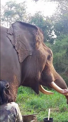 Elephant Roar During Vet Treatment #animals #wildlife #elephant #roar