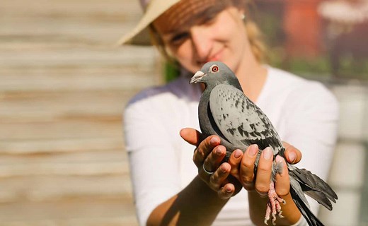 The Role and Legacy of Carrier Pigeons in Rescue and Communication