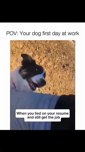 Working hard or hardly working? 😂🐶 #fyp #dog #dailydogs #doglife #funny