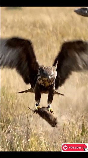 Insane hawk hunting skills caught on camera #wildlife #hunting #shorts
