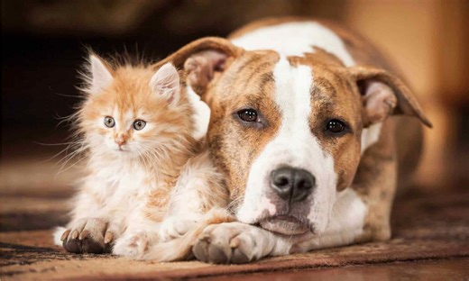 Are cats or dogs smarter? Here’s what the research shows