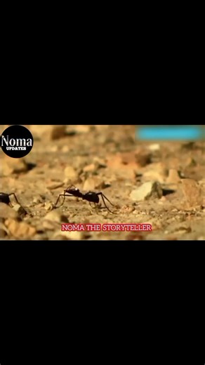 ME EVERY MONDAY MONDAY | FOLLOW Noma updates for story time | Swahili Movies
