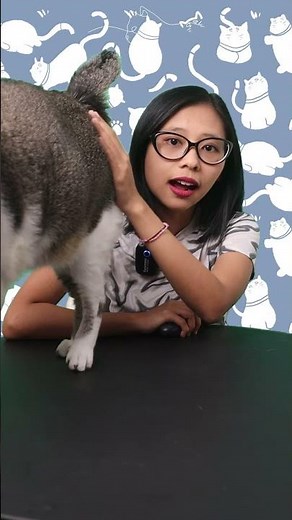 Characteristics of Rabies Cats